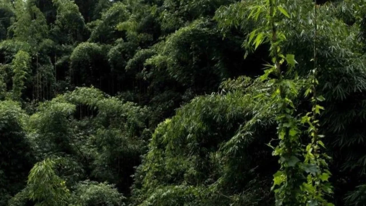 Green India Mission falls far short of target, CAG report reveals