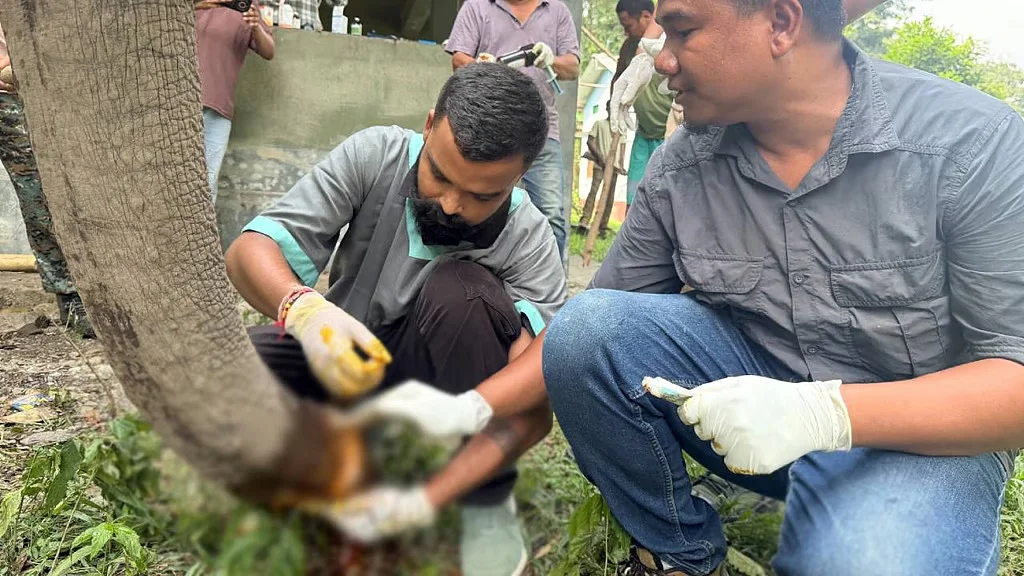 వేటగాళ్ల ఉచ్చులో చిక్కుకున్న అడవి ఏనుగు.. అసోంలో అటవీశాఖ సాహసోపేత రక్షణ